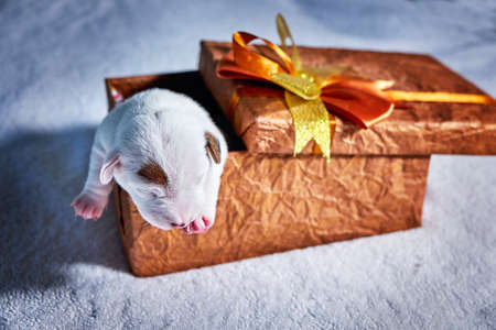 Puppy Of Jack Russell in a gift box top wievの写真素材