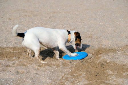Dog playing with flying disk at sea beach on sandの写真素材