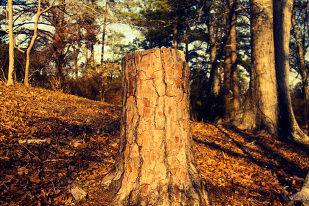 Tree Stump in the winterの写真素材