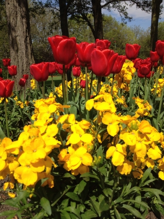 Tulips in spring merrion square park Dublin. の素材