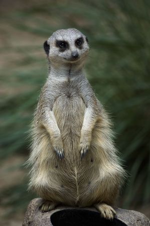 Female meercat standing at attention looking towards the camera