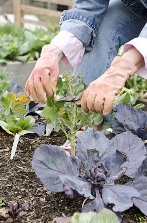 Gardener trimming the dead leaves off a plantの写真素材