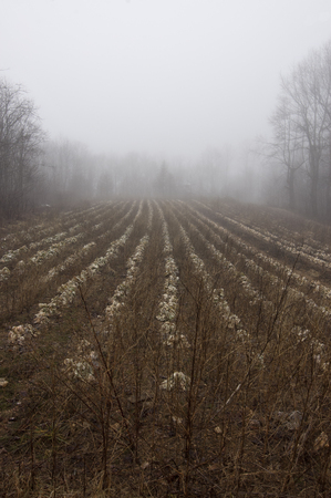 abandoned crops left to rot and in rural Georgiaの写真素材