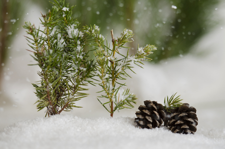 Two pine cones in the falling snowの写真素材