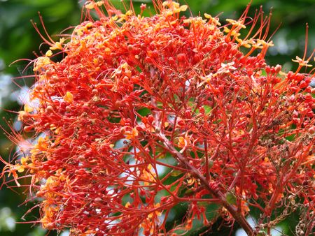 Red flower closeup