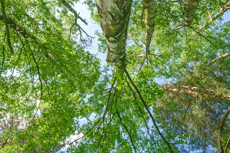 Tall Tree Forest Canopy の写真素材
