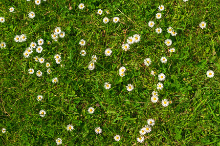 Daisies and Green Meadowの写真素材