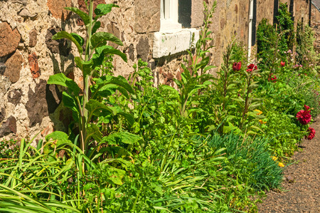 Cottage Gardenの写真素材