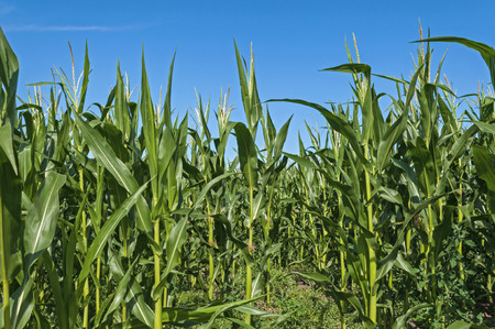 Corn Maize field with cloudsの写真素材