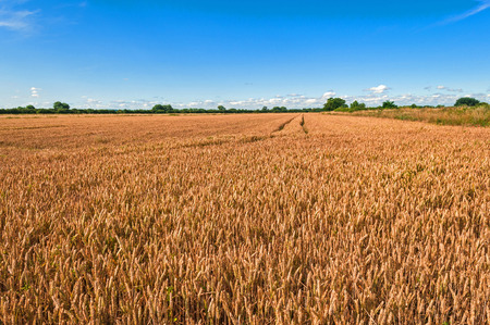 Wheat Fieldの写真素材