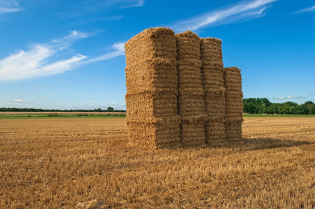 Bale of Hay Straw,Blue Skyの写真素材