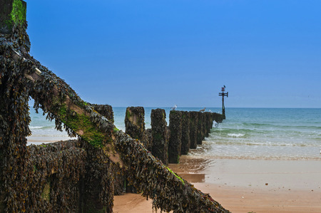 Wooden Groyne Coastal Defence Covered in Seaweedの写真素材