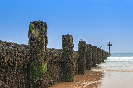 Wooden Groyne Coastal Defence Covered in Seaweedの写真素材