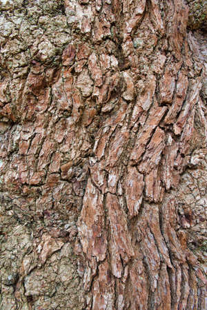 Ancient wood bark background close up, cracked, rough and textured.