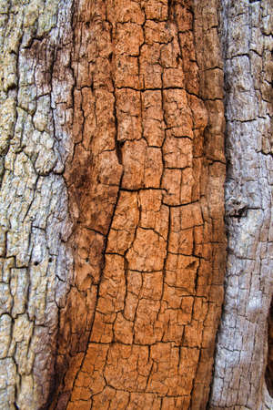 Ancient wood bark background close up, cracked, rough and textured.の写真素材