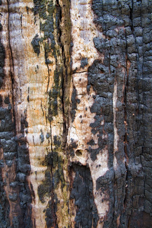 Ancient wood bark background close up, cracked, rough and textured.