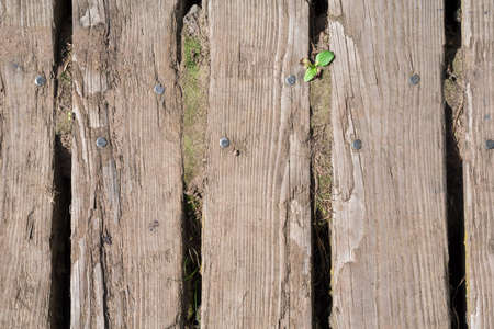 Old worn wooden planking background with gaps betweenの写真素材