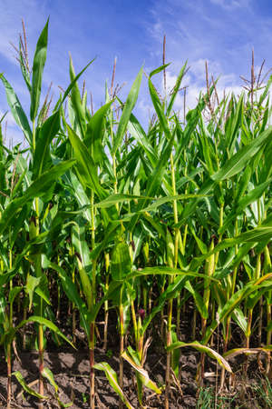 Corn Maize field with blue sky close upの写真素材