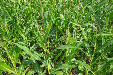 Corn Maize field close up seamless full frameの写真素材