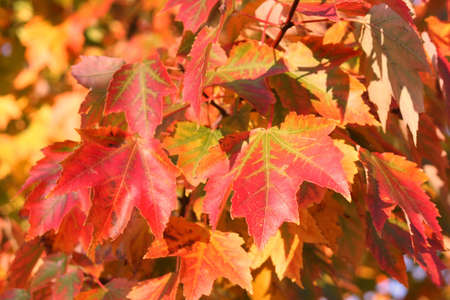 Autumn Colors