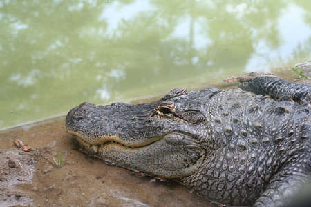 Head Shot