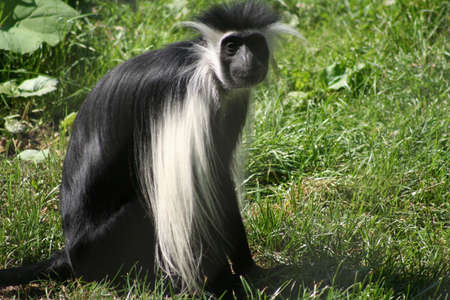 Bad Hair Dayの写真素材