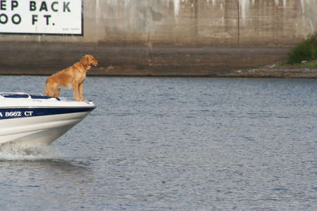 Dog riding on front of a boatの写真素材