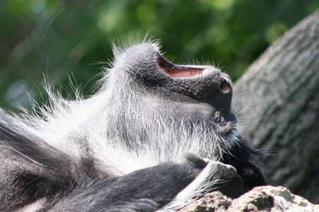 Close shot of Monkey yawning