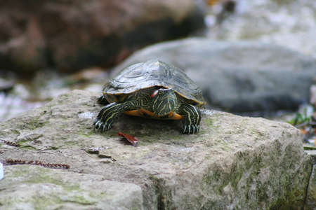 Turtle on a rock