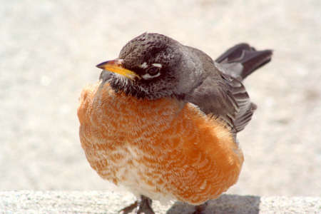 Closeup of a robin