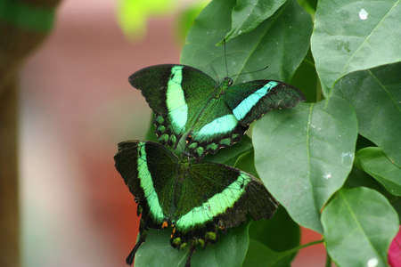 Two green butterfly's on a leafの写真素材