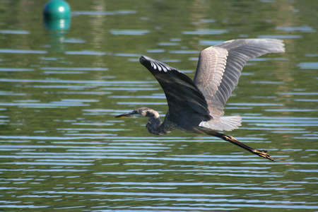 Heron flying over waterの写真素材