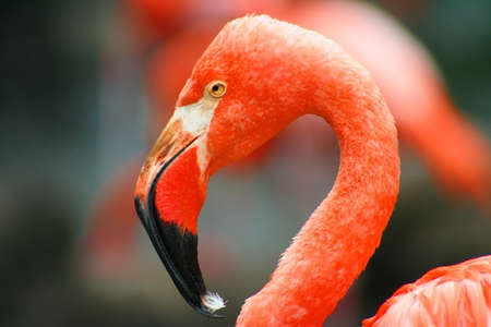 Exotic Birdの写真素材