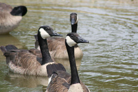 Canadian Geeseの写真素材