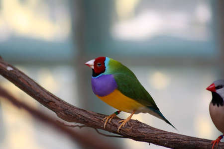 Colorful exotic birdの写真素材