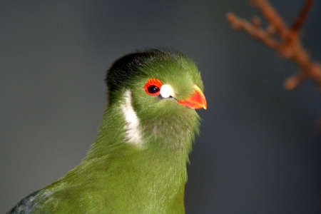 Colorful exotic birdの写真素材