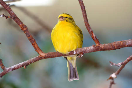 Yellow Birdの写真素材