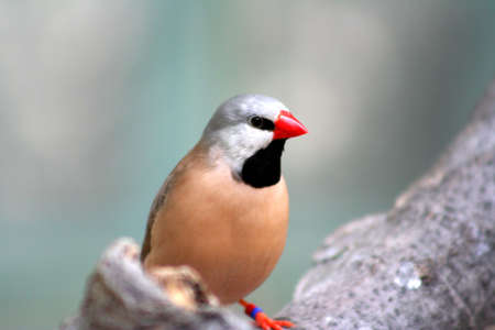 Colorful exotic birdの写真素材