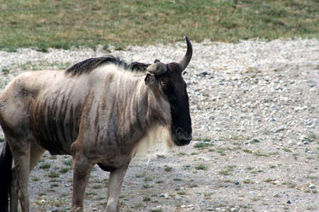 Wild animal in the natureの写真素材