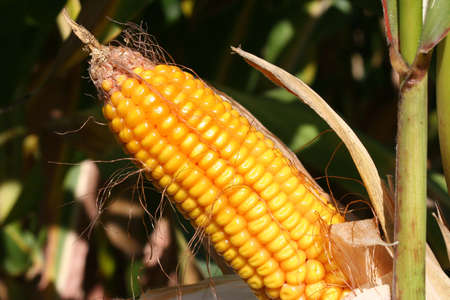 Ear of corn