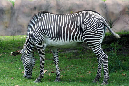 Zebra eatingの写真素材