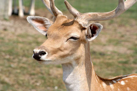 Deerの写真素材