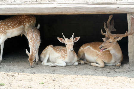 Young deerの写真素材