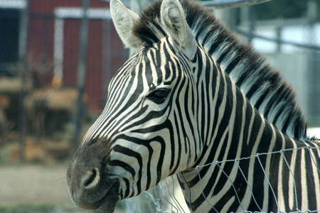 Head of a zebraの写真素材