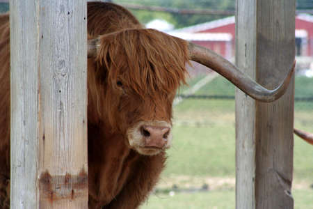 Texas Longhornの写真素材