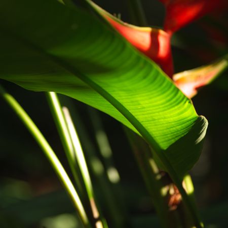 Malpais in Costa Rica,Leaf of tropical plantの写真素材