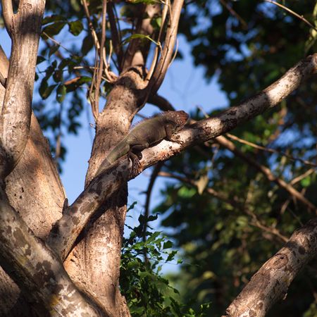 Malpais in Costa Rica,Costa Rican treesの写真素材