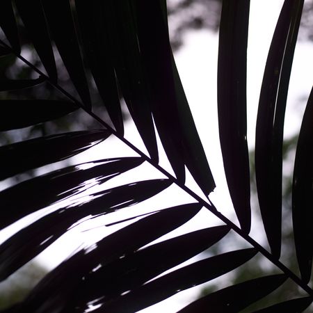 Monte Verde Costa Rica,Close up of fern leafの写真素材