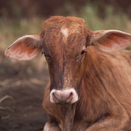 Lake Arenal Costa Rica,Front view of a cowの写真素材
