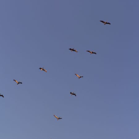 Costa Rica,Birds flying